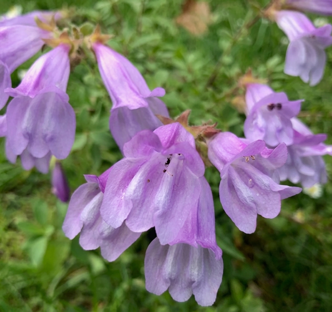 Penstemon 'Amethyst' 